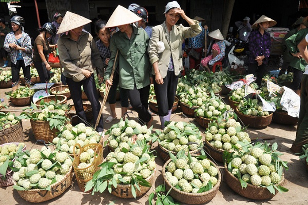 Mùa vàng trên núi đá Lạng Sơn (20/08/2022)